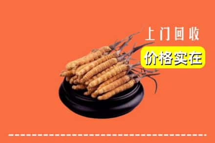 惠州市惠城回收冬虫夏草